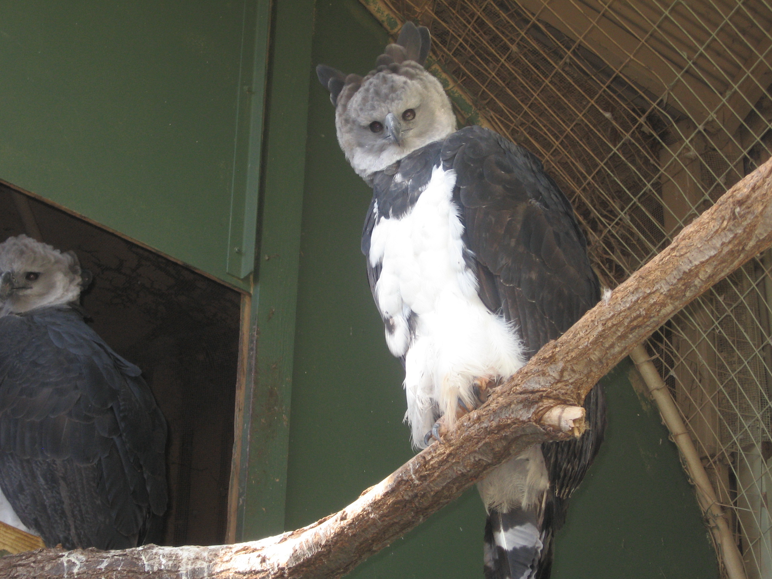 harpy eagle wingspan comparison