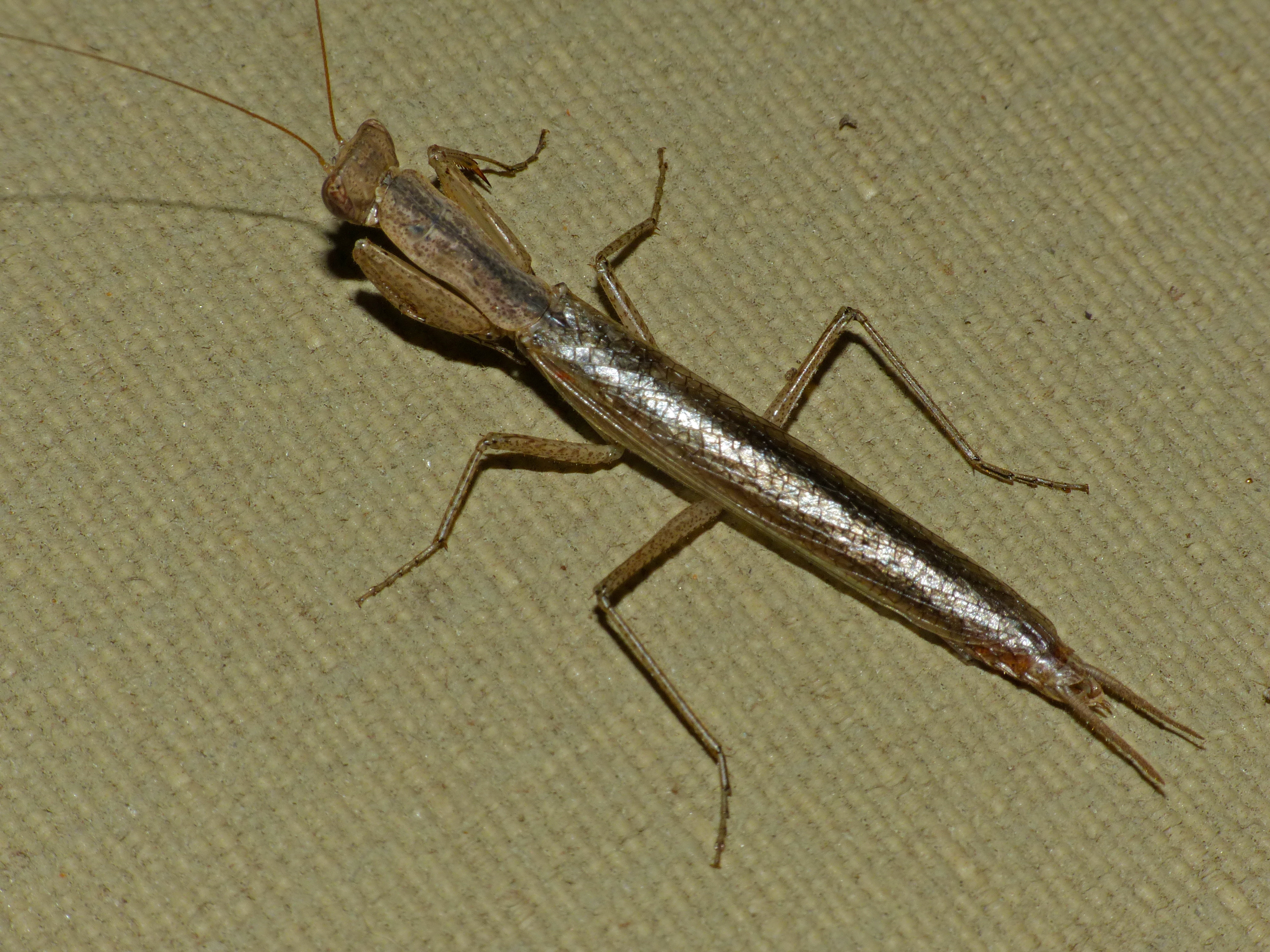 Hunter Mantis (Galepsus sp.) male (14008216761).jpg