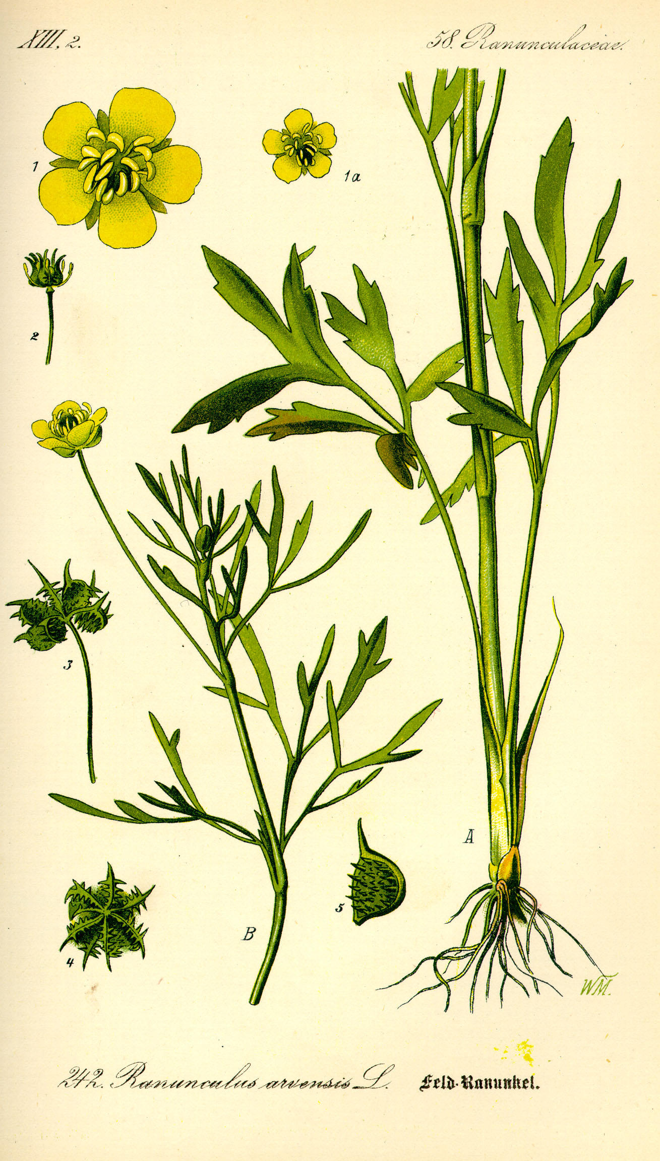 Illustration_Ranunculus_arvensis0.jpg