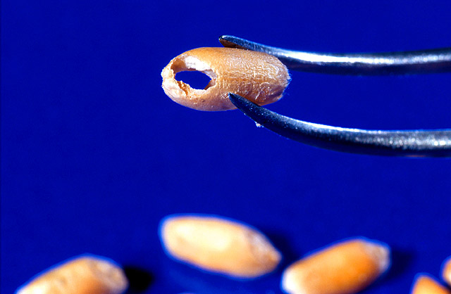 File:Insect-damaged wheat kernels.jpg