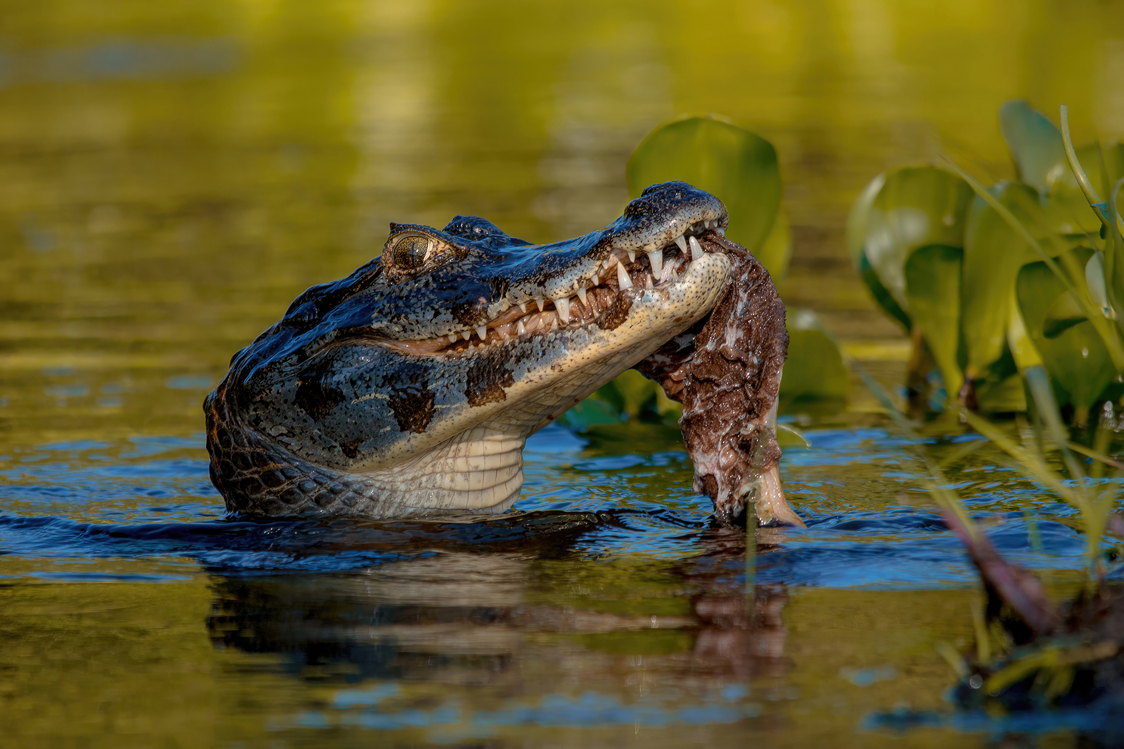 Alagado no pantanal hi-res stock photography and images - Alamy