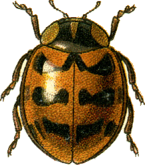 File:Jacobson coccinella fasciatopunctata.png