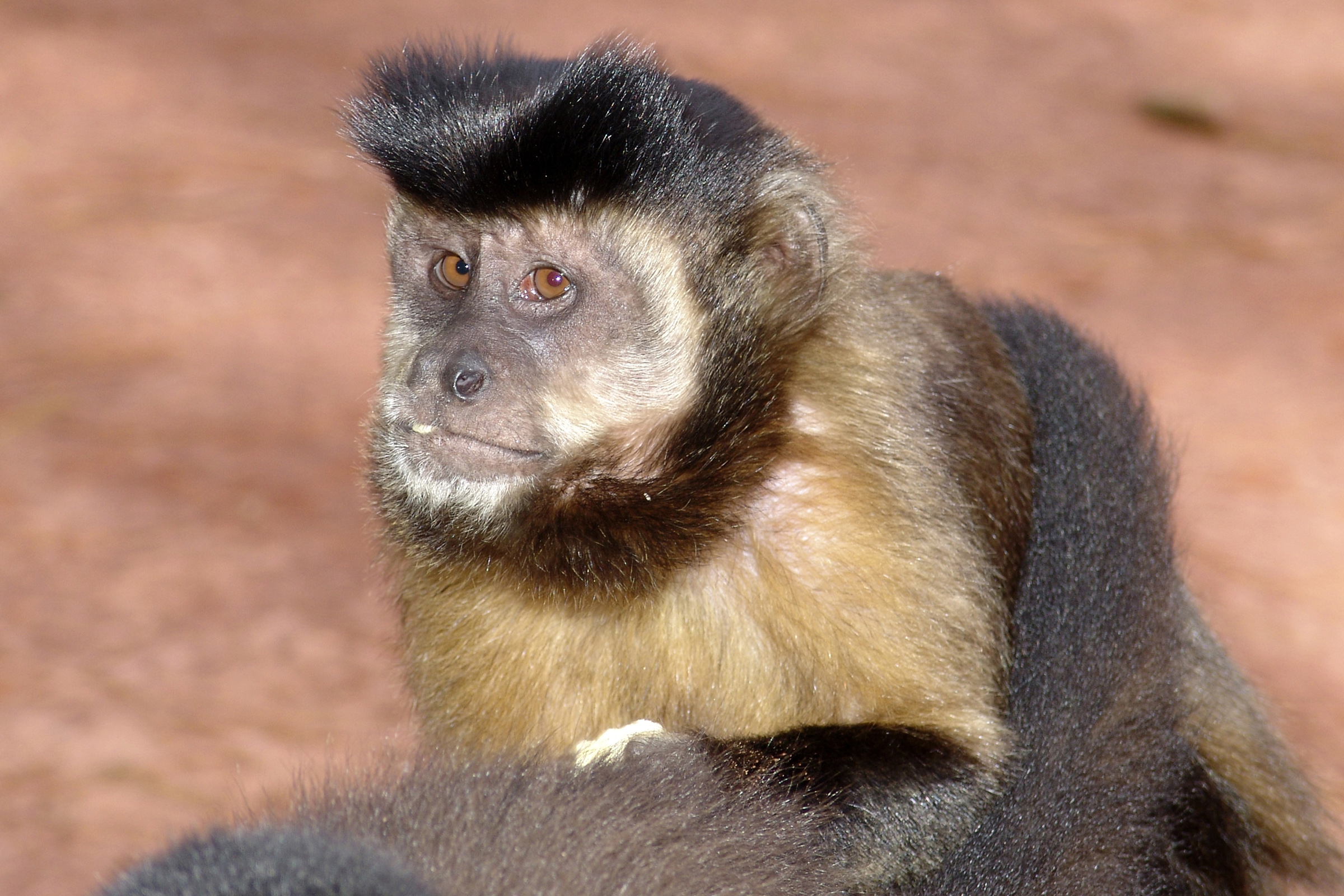 Auxiliadora Macaco prego 2016.