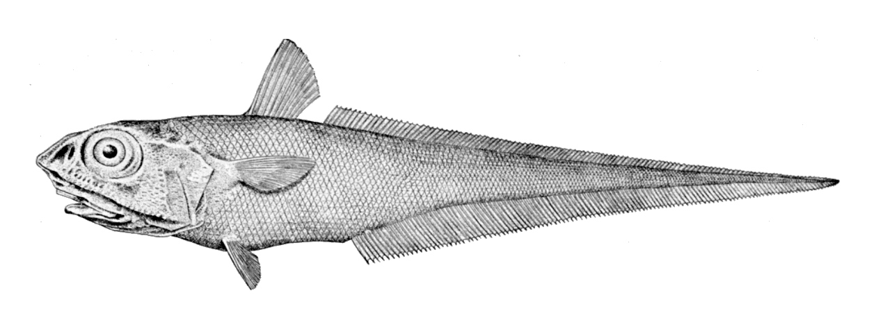 Macrourus Berglax Wikipedia