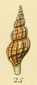 Mangelia attenuata