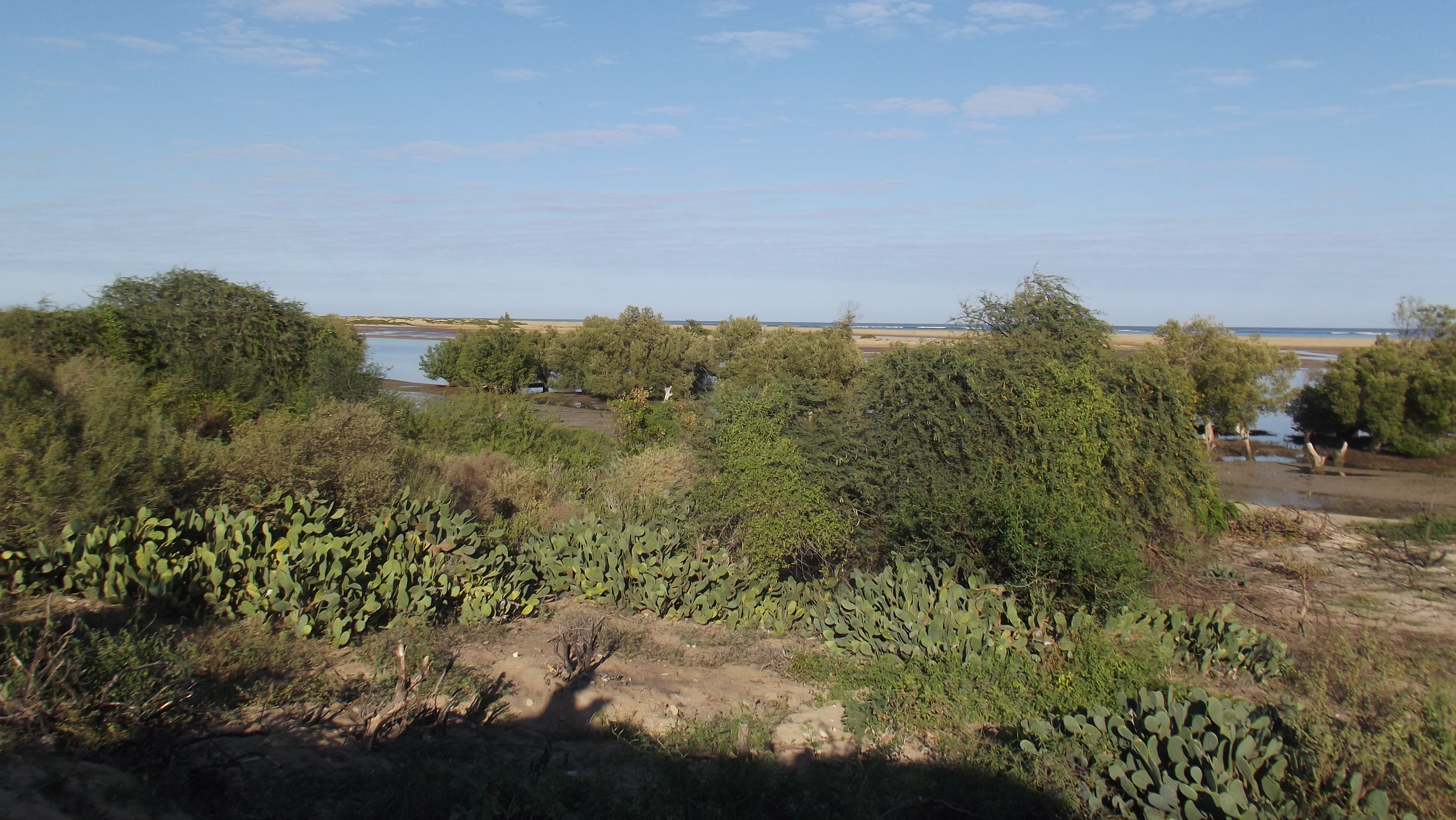 File:Mangrove Westcoast Madagascar III.jpg - Wikimedia Commons