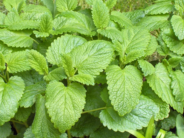 File:Melissa officinalis01.jpg