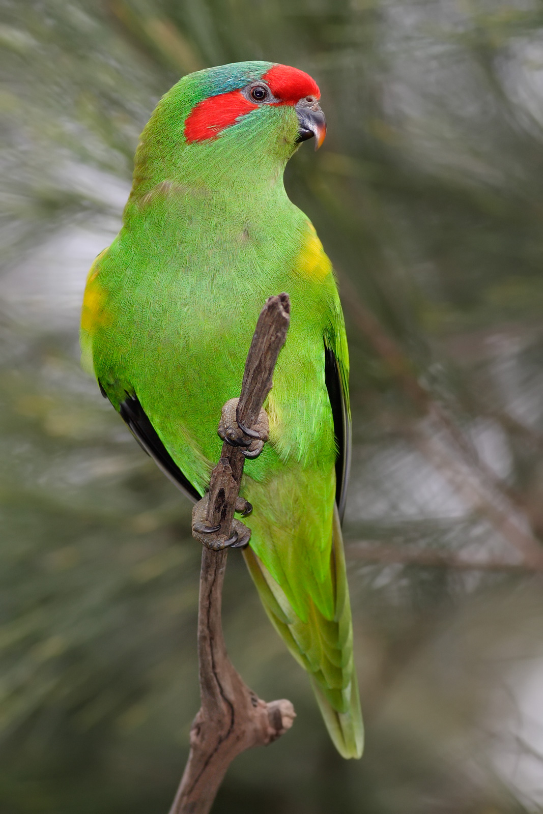 lorikeet - Wikipedia