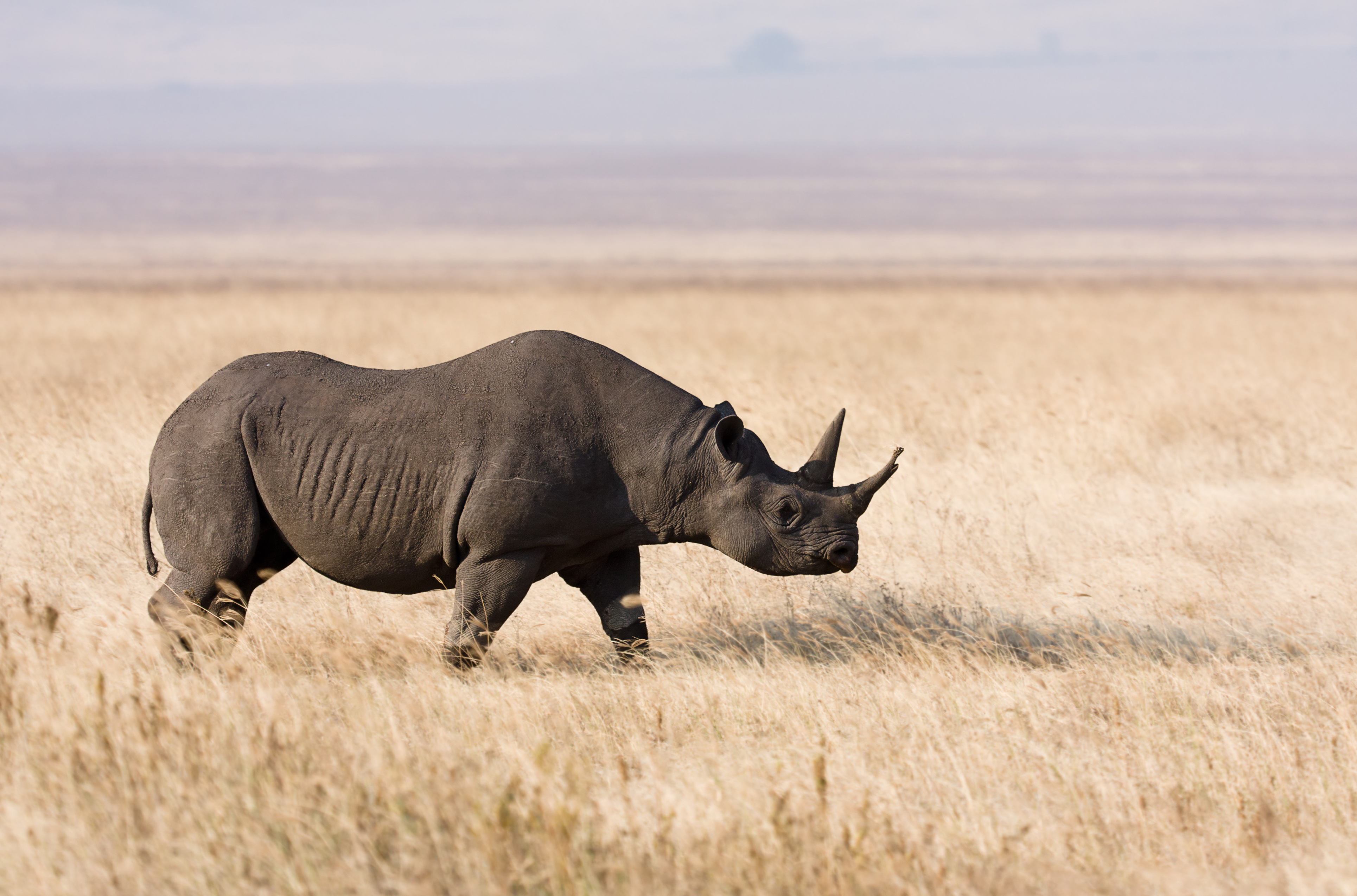 The methods to protect the black rhino populations from poaching