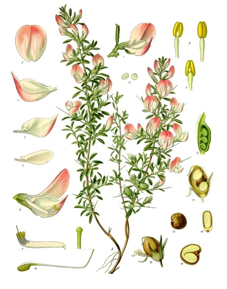 File:Ononis spinosa - Köhler–s Medizinal-Pflanzen-230.jpg