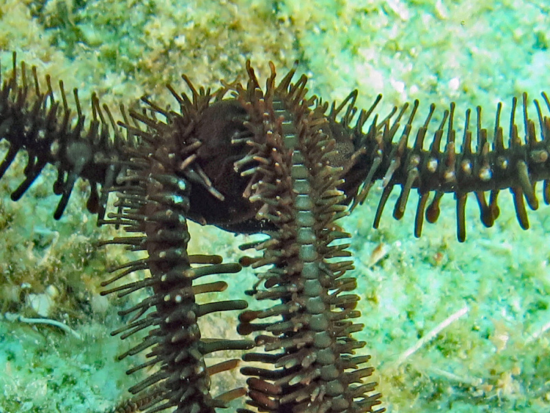 File:Ophiocoma schoenleinii - No Name Reef 02.jpeg