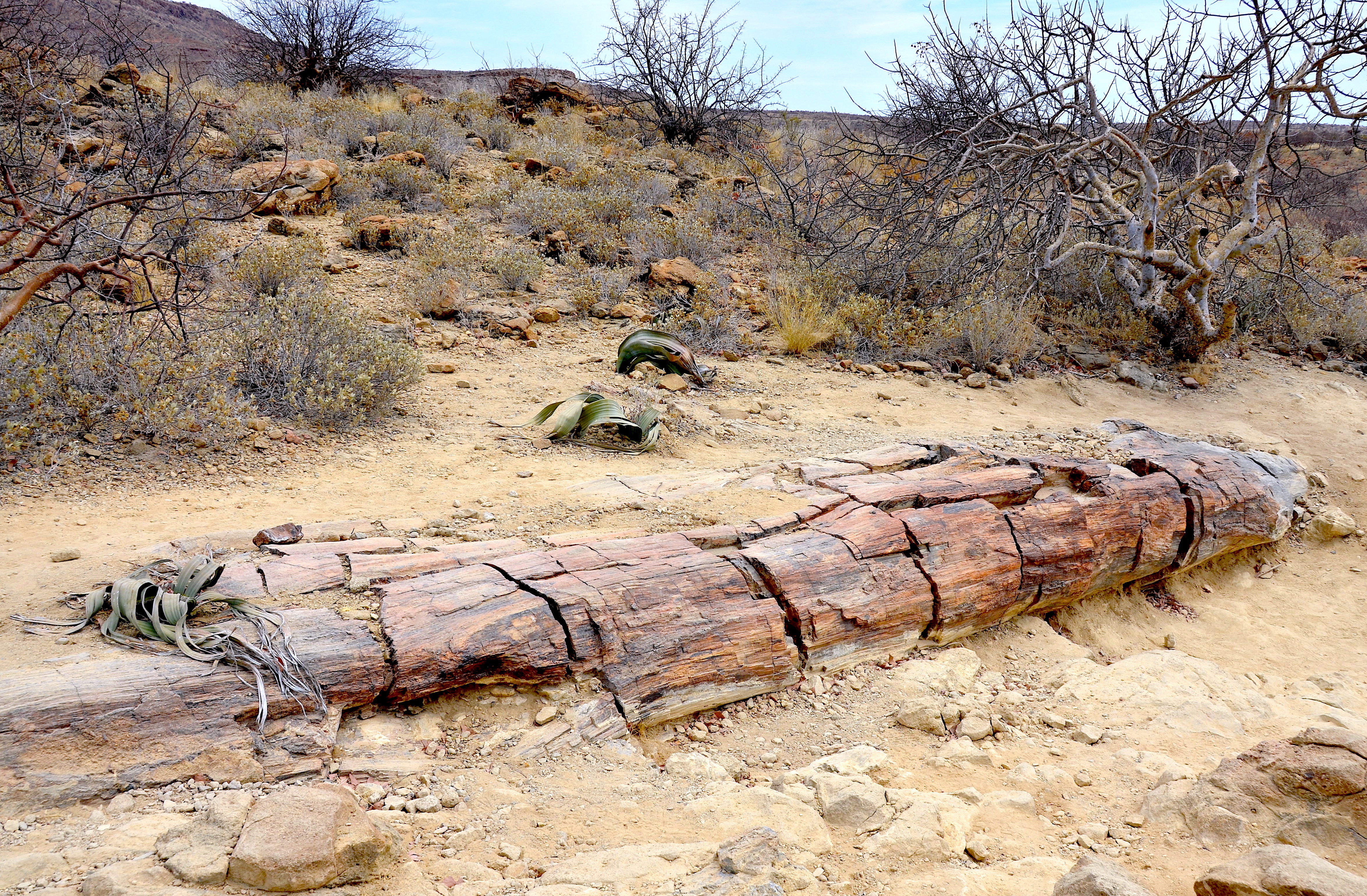 珪化木 Petrified Wood: 最新の百科事典、ニュース、レビュー、研究