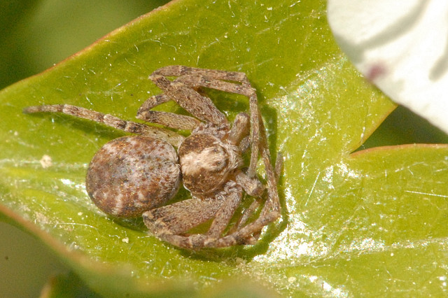 File:Philodromus.cespitum2.-.lindsey.jpg