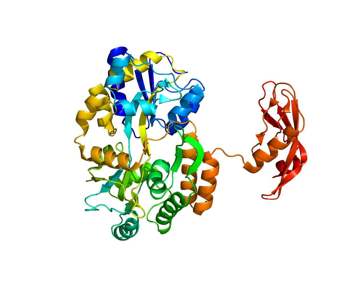 Ферменты сложных белков
