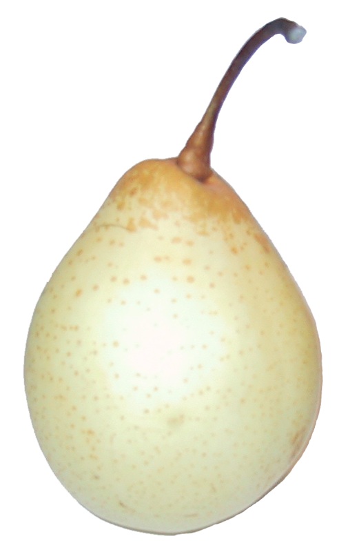 ya pear or Chinese white pear