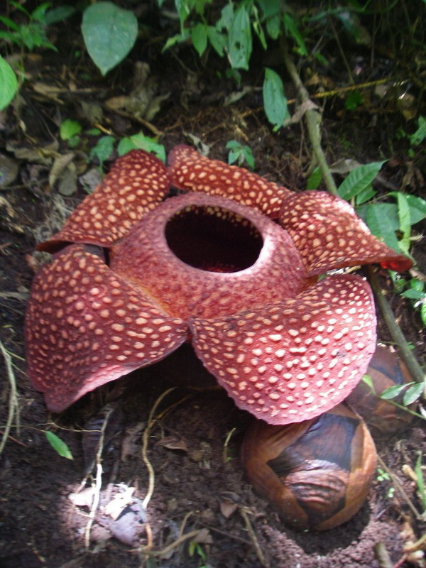paraziták rafflesia)