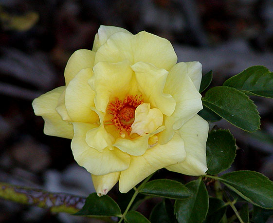 File:Rosa Lichtkonigin Lucia.jpg