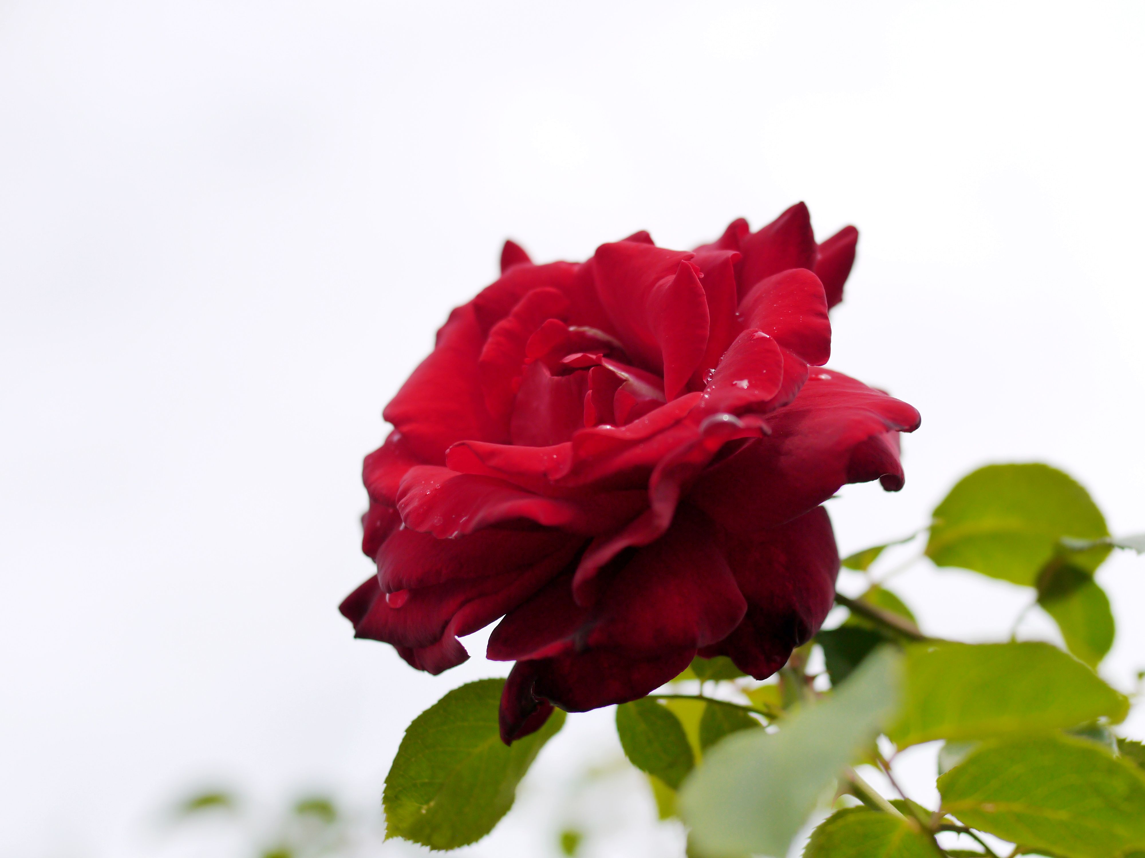 File:Rose, Le Rouge et le noir, バラ, ル ルージュ エ ル ノワール, (13190408013).jpg -  Wikimedia Commons
