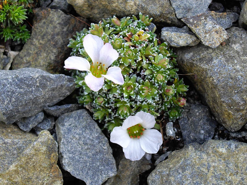 File:Saxifraga x iranica 'Cumulus' 3.jpg