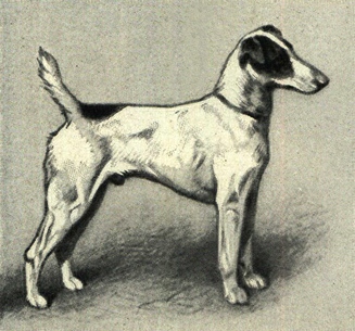 File:Smooth Fox Terrier Portrait.jpg