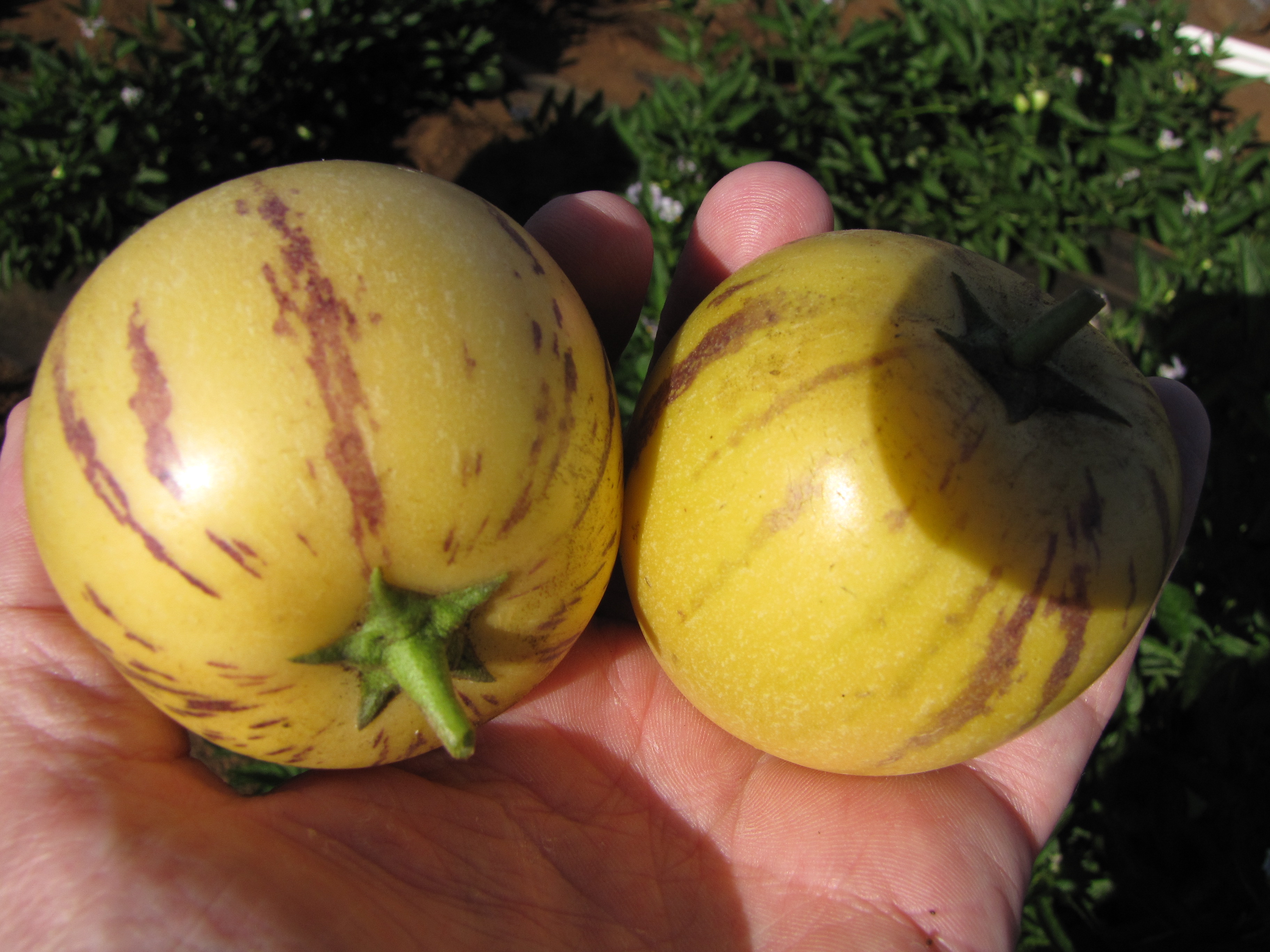 Solanum muricatum полип