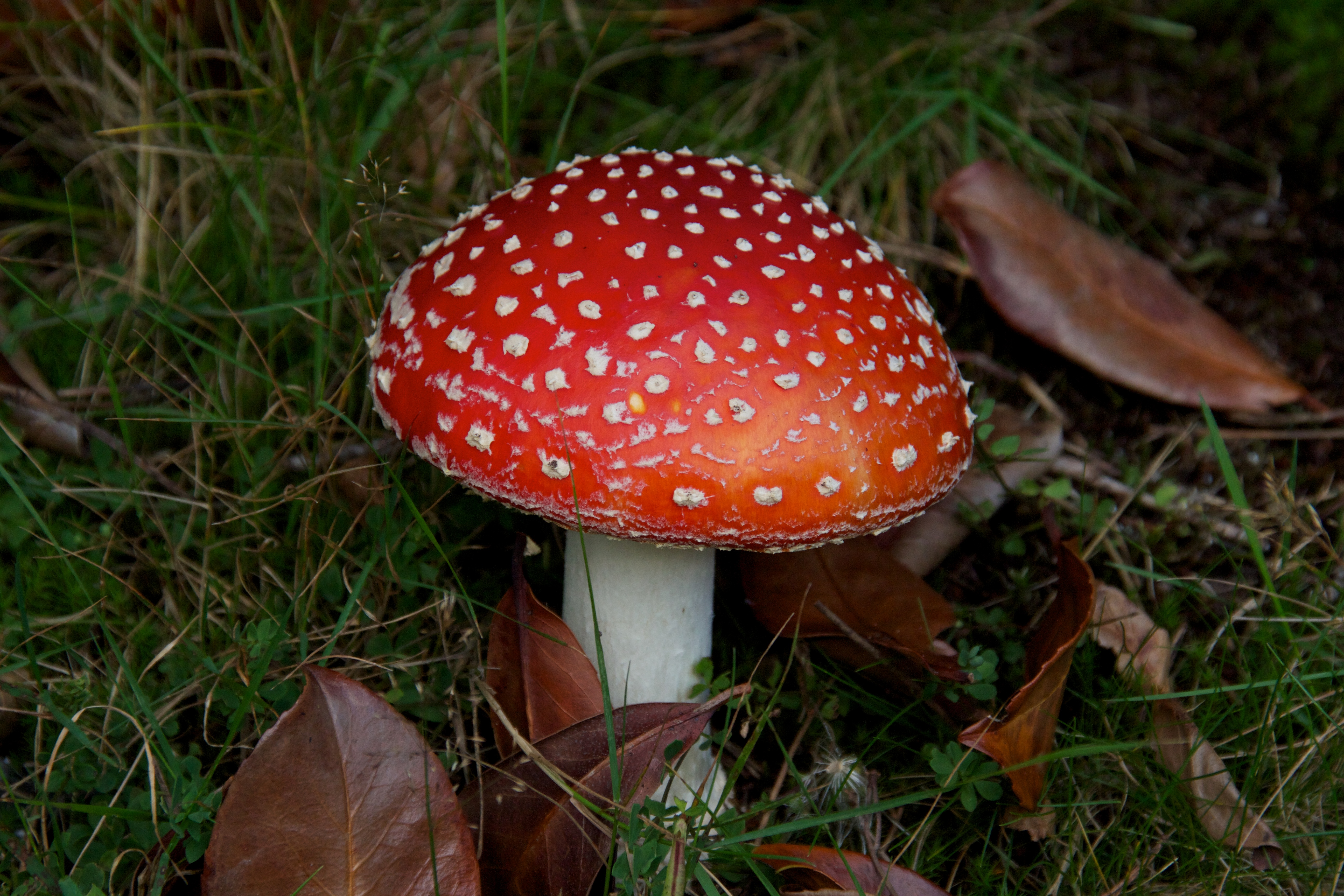 Toadstool_bs228