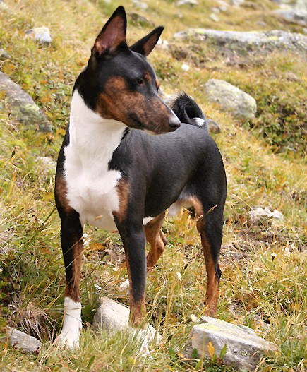 Trindle_basenji.jpg