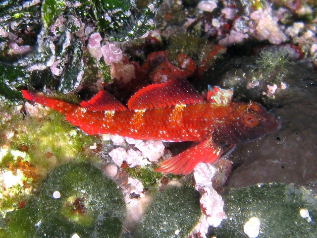 File:Tripterygion tripteronotus maschio spawning Croazia.jpg