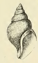 <i>Turrisipho moebii</i> Species of mollusc