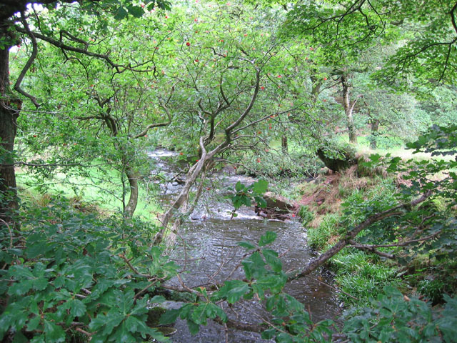 File:View up Black Brook from footbridge - geograph.org.uk - 317693.jpg