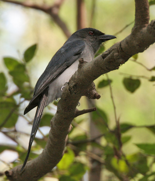 File:White-bellied Drongo (Dicrurus caerulescens) at Sindhrot near Vadodara, Gujrat Pix 073.jpg