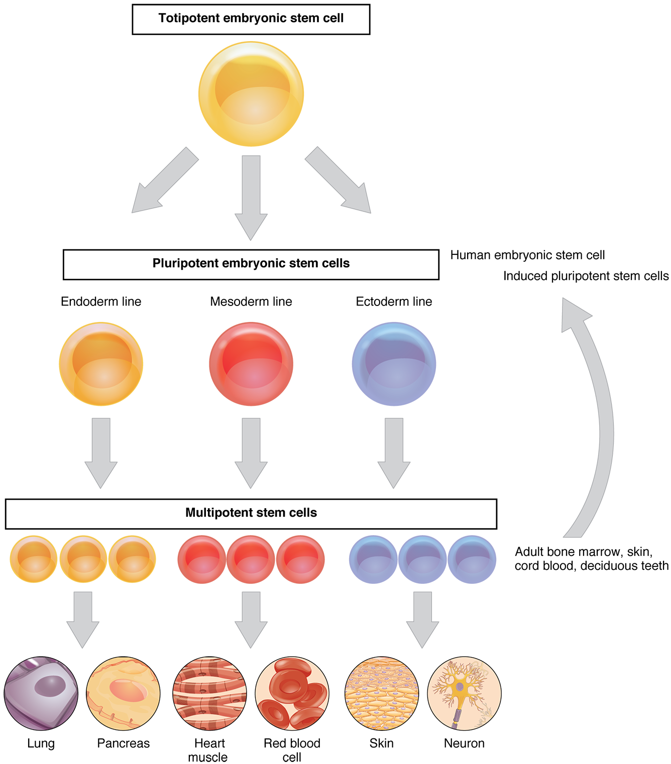 An In-Depth Exploration of the Types of Stem Cells