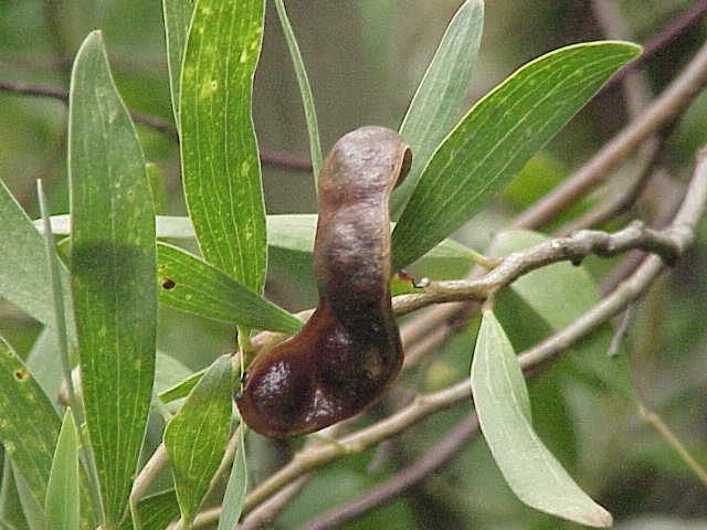 File:Acacia verticillata1.jpg