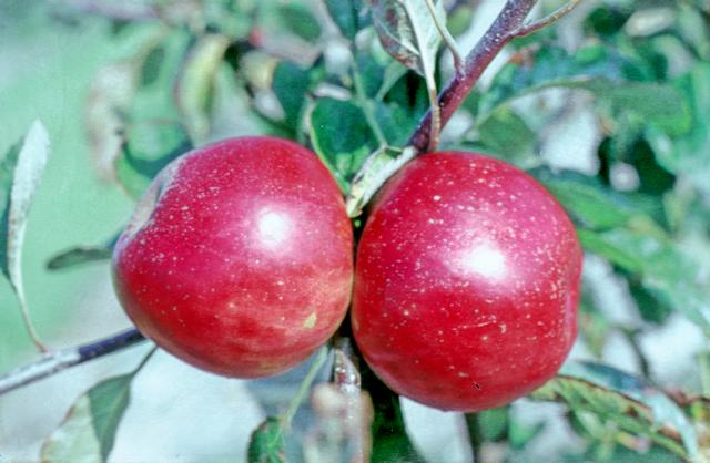 File:Akane on tree, National Fruit Collection (acc. 1972-006).jpg