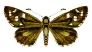 <i>Antipodia atralba</i> Species of butterfly