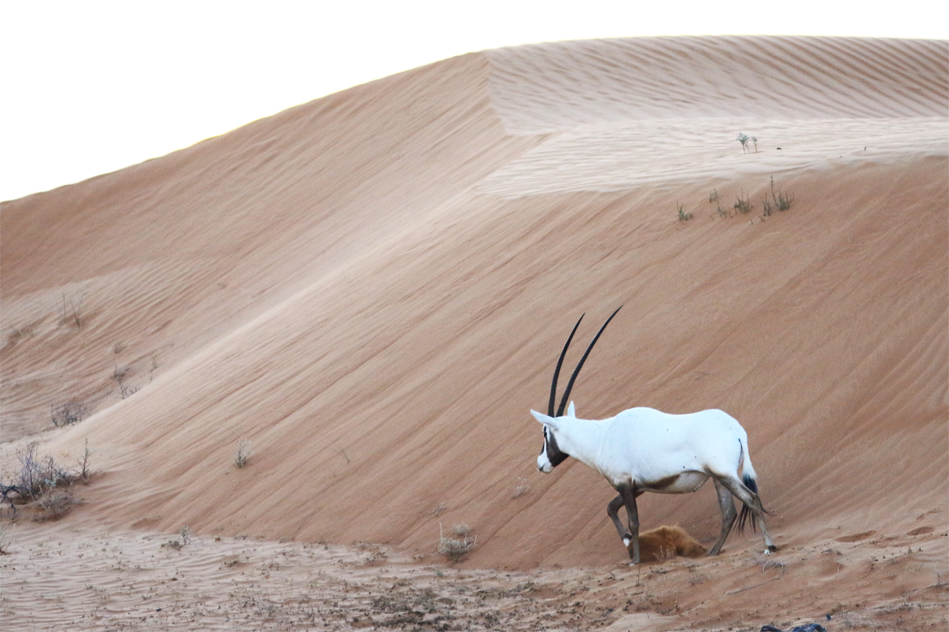 sand - Wiktionary, the free dictionary