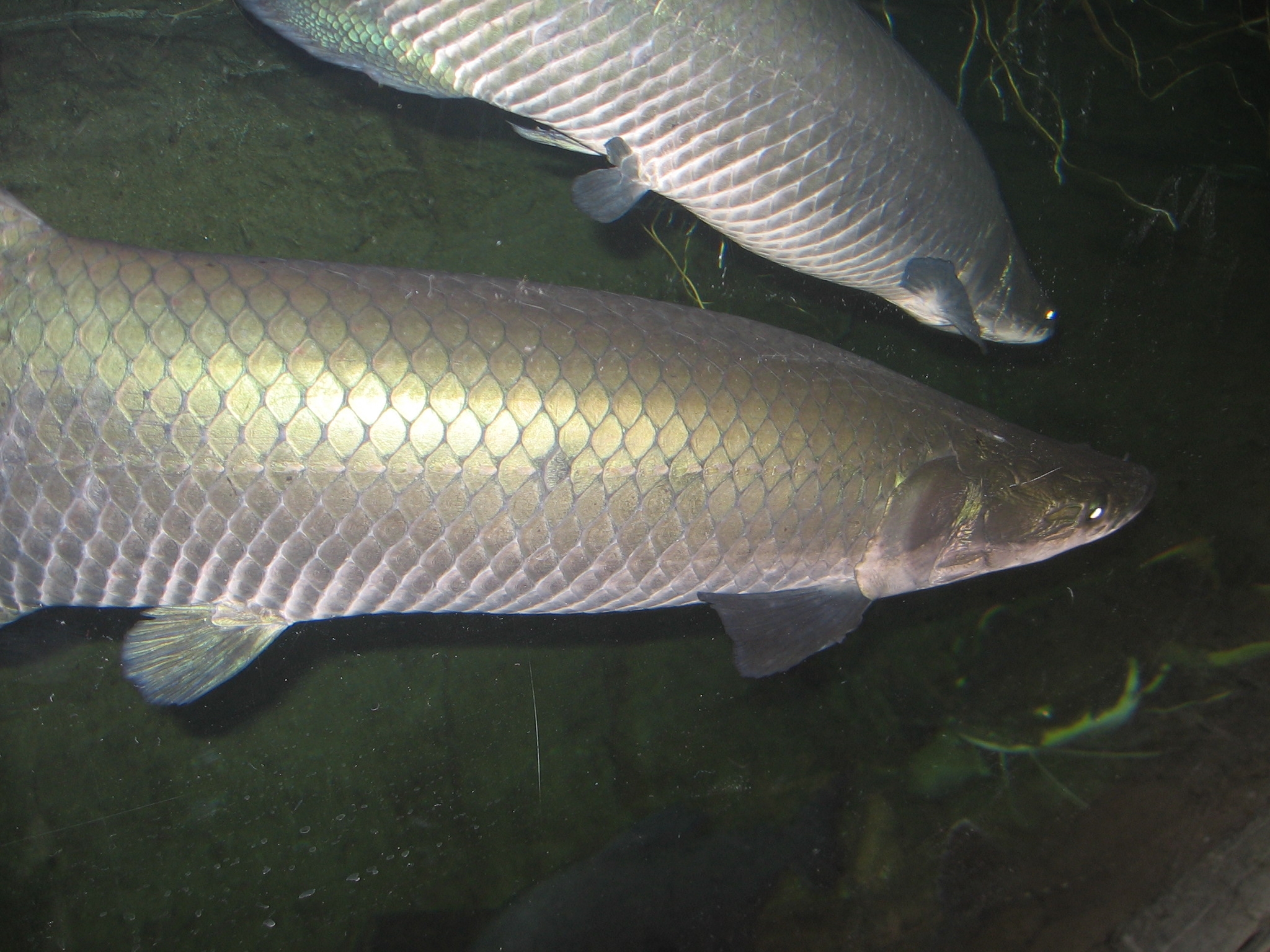 亚马逊河中的巨骨舌鱼(arapaima gigas)