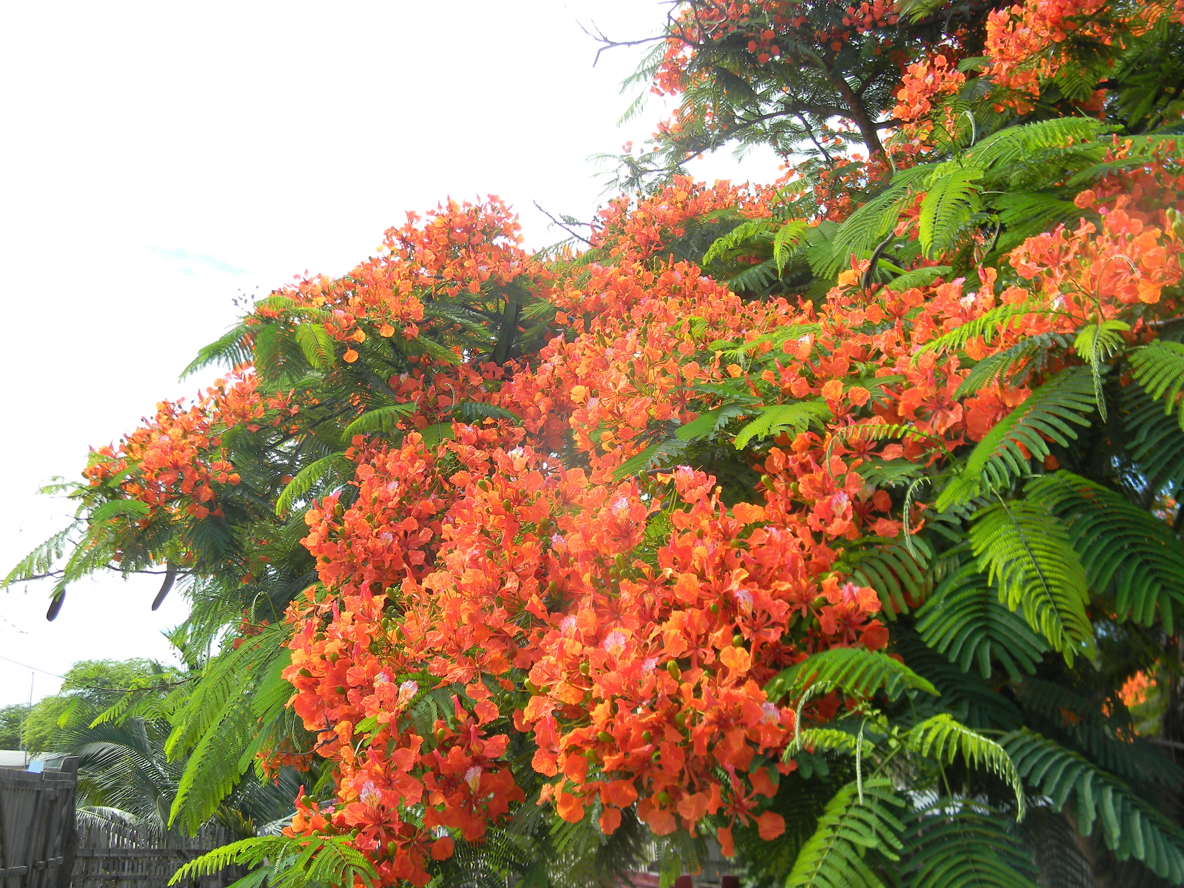 File:Árbol Nacional de Caoba.jpg - Wikimedia Commons