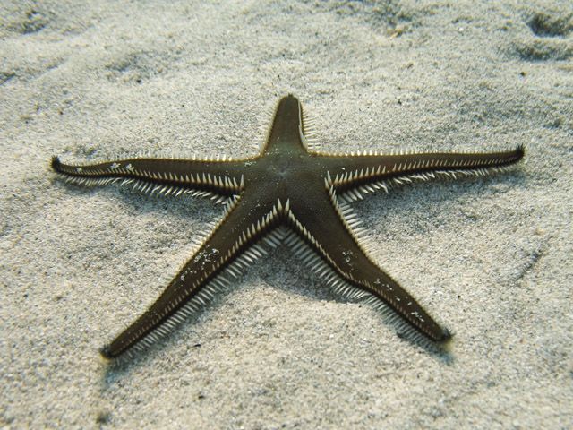 File:Astropecten bispinosus Sardegna06 3284.jpg