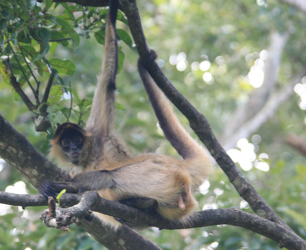 Macaco Aranha Geoffroys, Ateles Geoffroyi, Também Conhecido Como