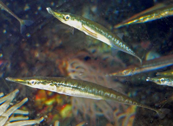 File:Aulorhynchus flavidus 1.jpg