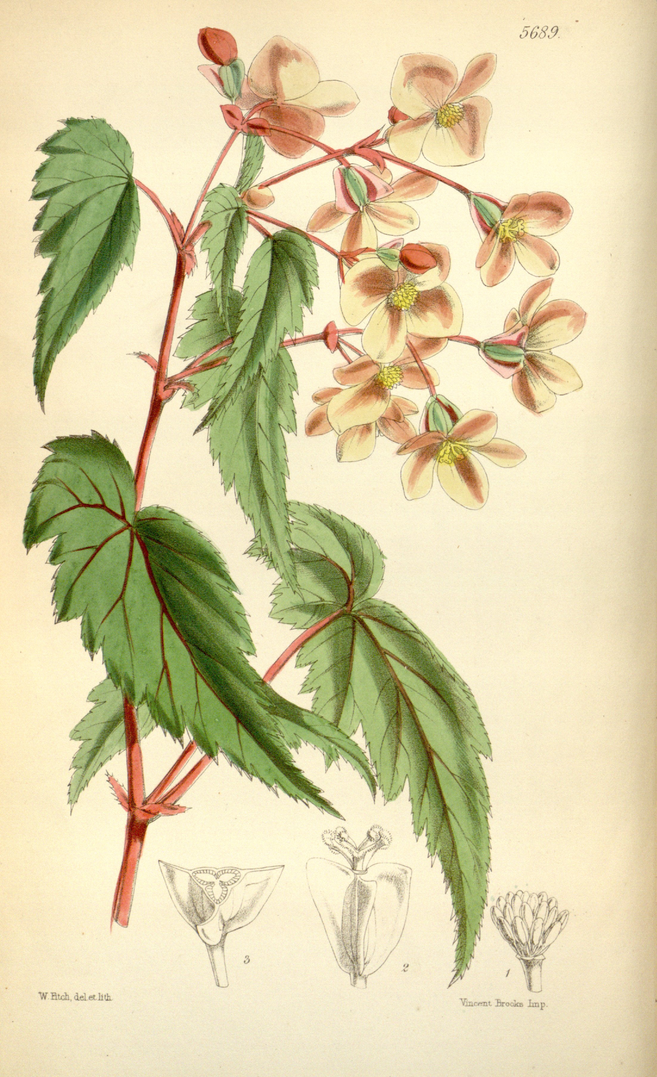 Begonia sutherlandii - Wikipedia, la enciclopedia libre