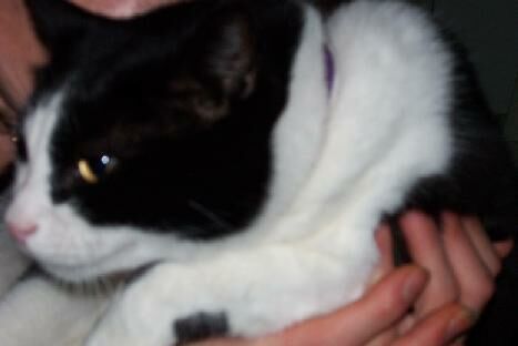 File:Black and white kitty being held.jpg