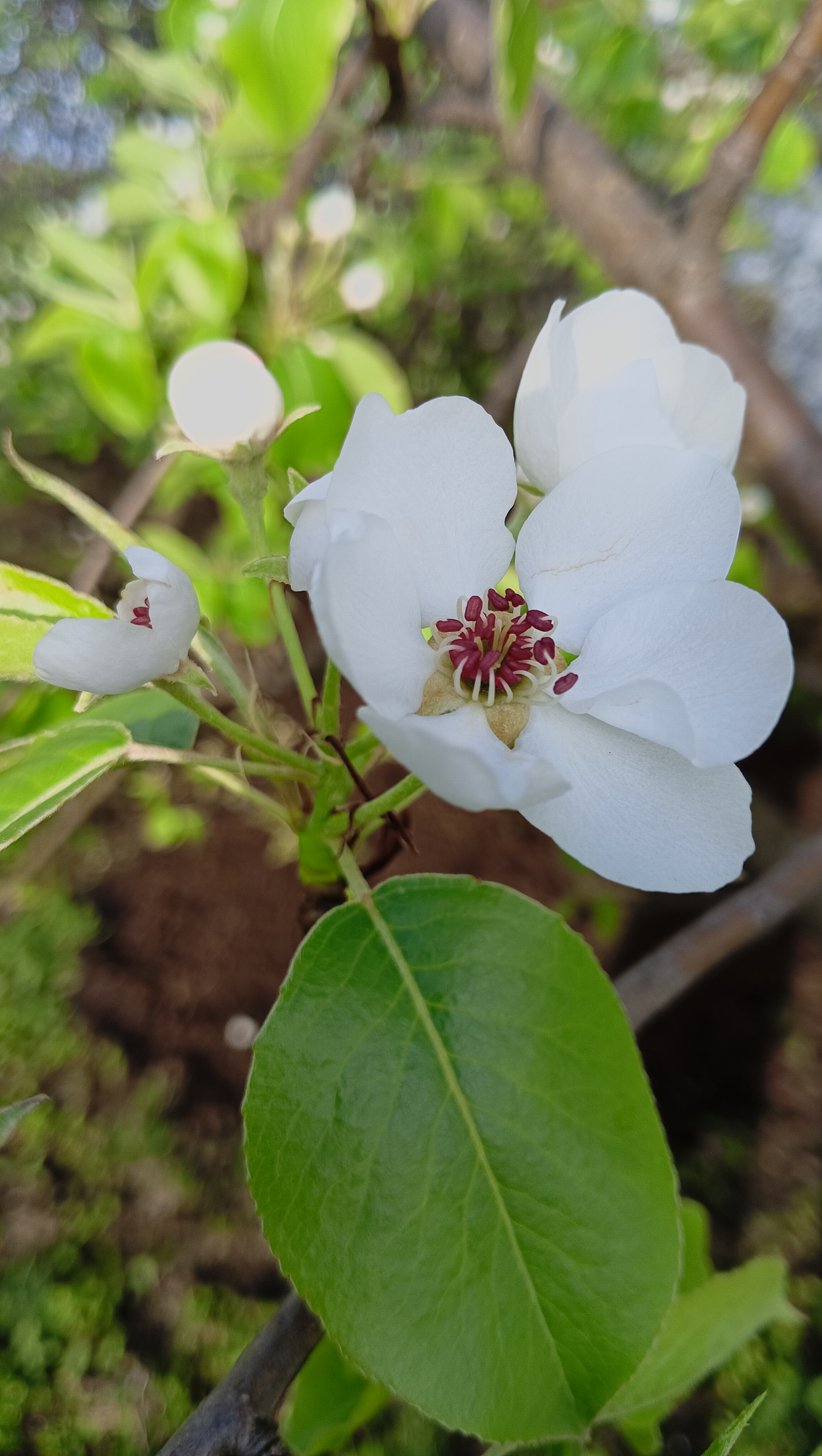 Love blooming pear. Blooming Pear.