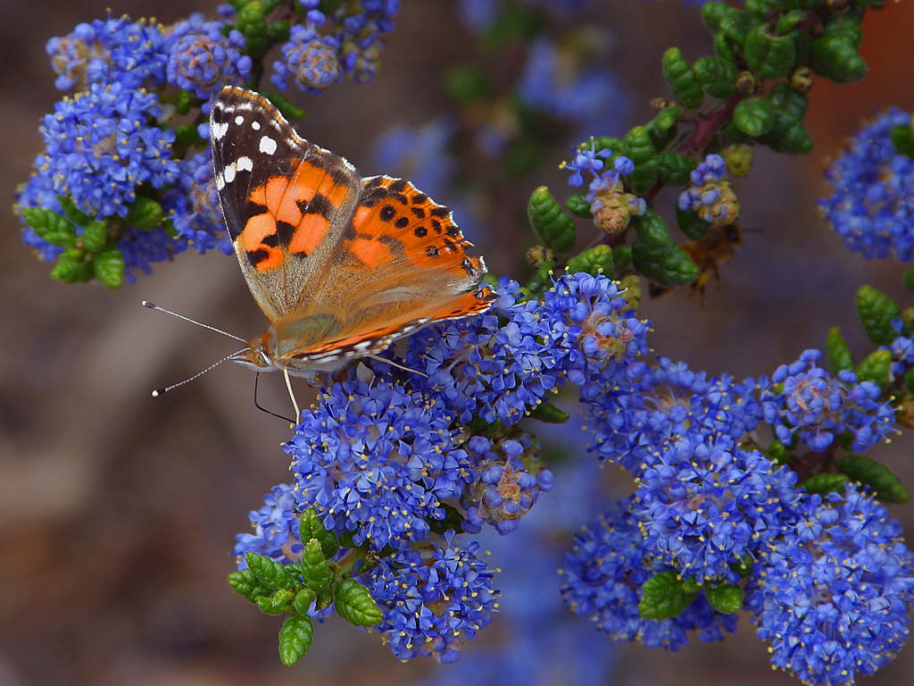 File Butterfly butterflies insects jpg Wikimedia Commons