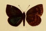 <i>Cephetola mengoensis</i> Species of butterfly