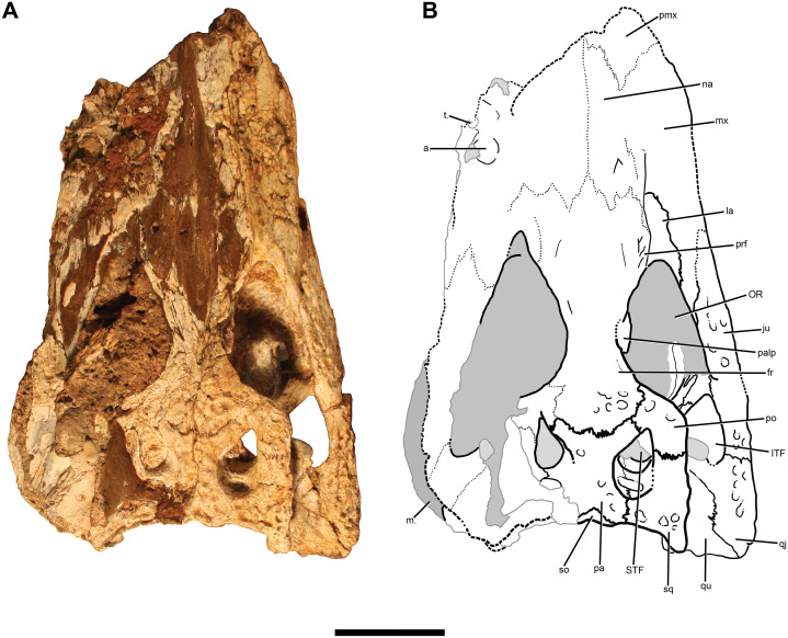 File:Chinatichampsus skull.jpg