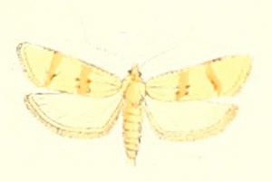 <i>Cochylimorpha nomadana</i> species of insect