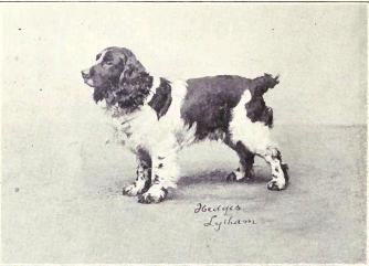 File:Cocker Spaniel from 1915.JPG