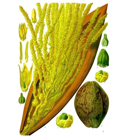 File:Cocos nucifera - Köhler–s Medizinal-Pflanzen-188.jpg